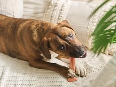 Enhance Pet Health by Tackling Home’s Invisible Stressors