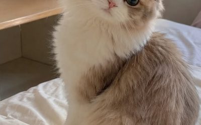 Pet Preferences Demystified: What You Should Know