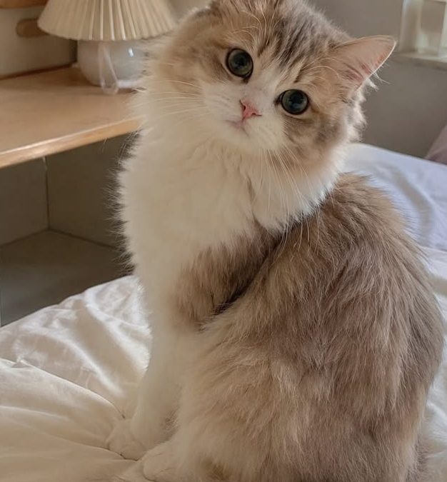 Pet Preferences Demystified: What You Should Know