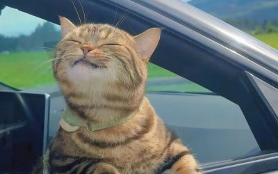 Build a Pet-Friendly Daily Routine Naturally